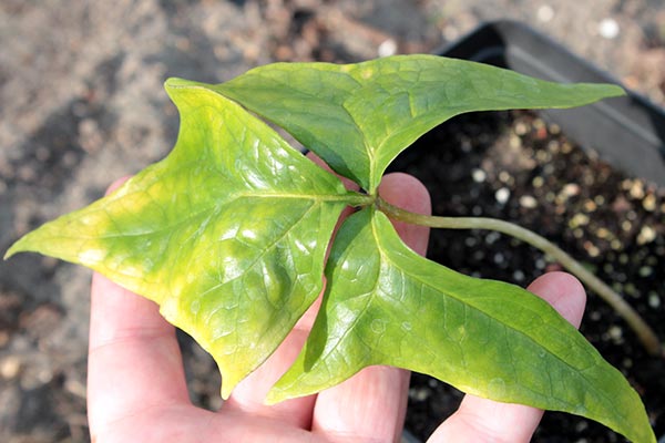 Anchomanes difformis - 'crack' divided a leaf into three leaflets 2013-05-10