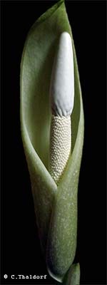 Amorphophallus curvistylis 23-10-2013 ( Christian Thaldorf)