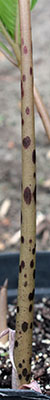 Amorphophallus fuscus (AGA-2106-01) 07-05-2013