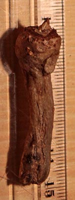 Amorphophallus