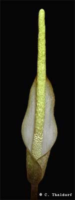 Amorphophallus variabilis ( Christian Thaldorf)
