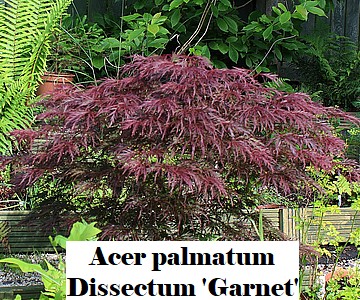 Acer palmatum Dissectum 'Garnet'