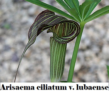 Arsaema ciliatum v.liubaense