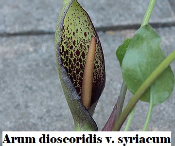 Arum dioscoridis v. syriacum