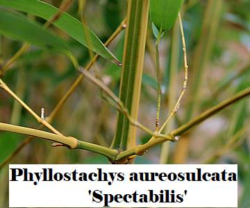 Phyllostachys aureosulcata 'Spectabilis'