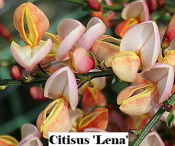 Citisus 'Lena