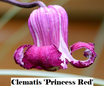 Clematis 'Princess Red'