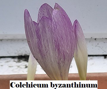Colchicum Byzanyhinum
