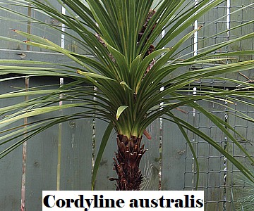 Cordyline australis