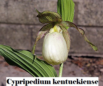 Cypripedium kentuckiense