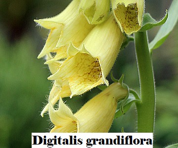 Digitali grandiflora