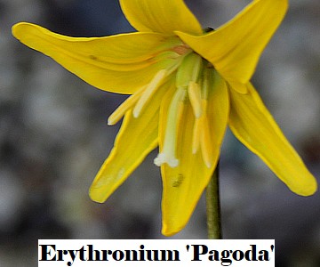 Erythronium 'Pagoda'
