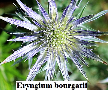 Eryngium bourgatii