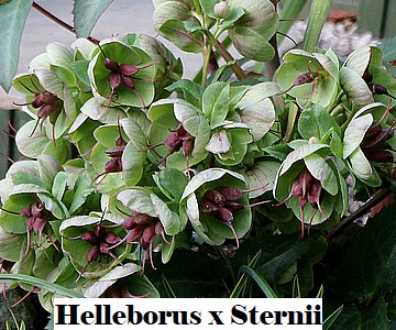 Helleborus x Sternii