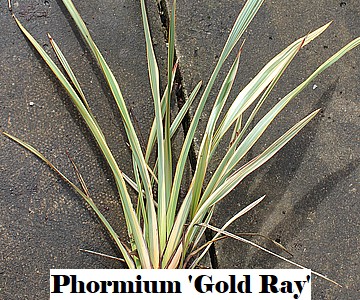 Phormium 'Gold Ray'