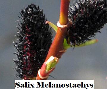 Salix graclistyla Melanostachys