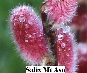 Salix gracilistyla Mt Aso