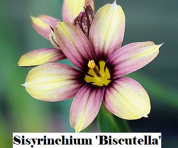 Sisyrinchium 'Biscutella'
