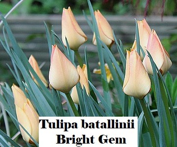 Tulipa batallinii Bright Gem