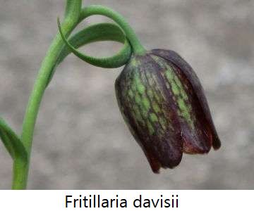 Fritillaria davisii
