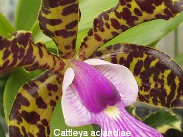 Cattleya aclandiae