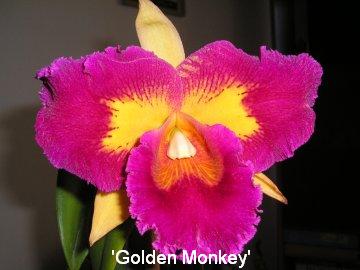 Cattleya 'Golden Monkey'